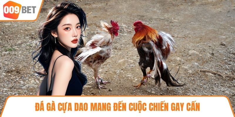 Đá gà cựa dao mang đến cuộc chiến gay cấn