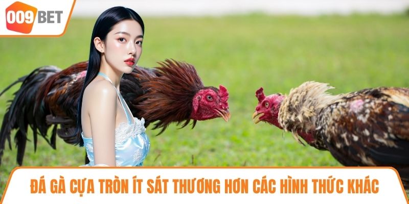 Đá gà cựa tròn ít sát thương hơn các hình thức khác