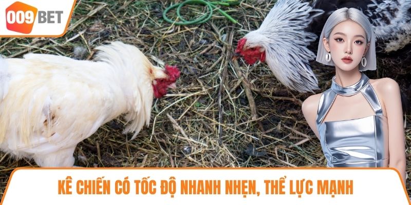 Kê chiến có tốc độ nhanh nhẹn, thể lực mạnh