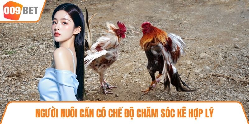 Người nuôi cần có chế độ chăm sóc kê hợp lý