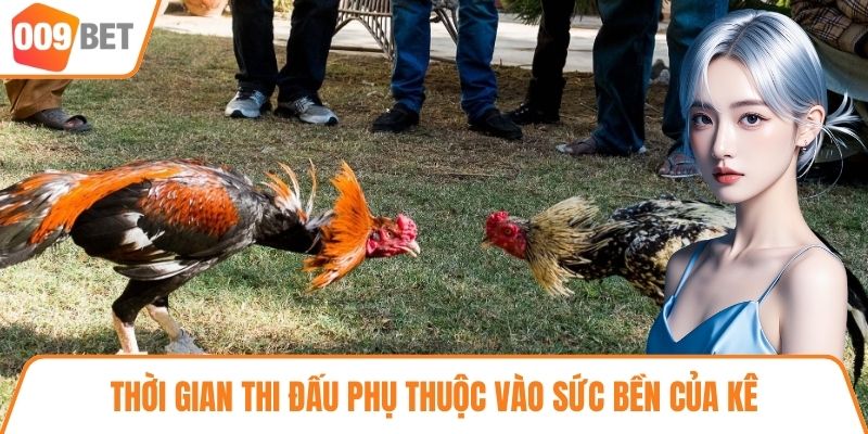 Thời gian thi đấu phụ thuộc vào sức bền của kê